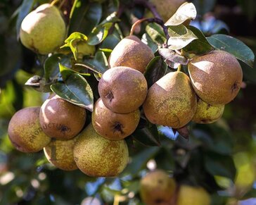 Pyrus communis 'Gieser Wildeman' - halfstam