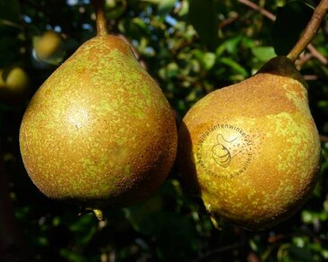 Pyrus communis 'Gieser Wildeman' - halfstam