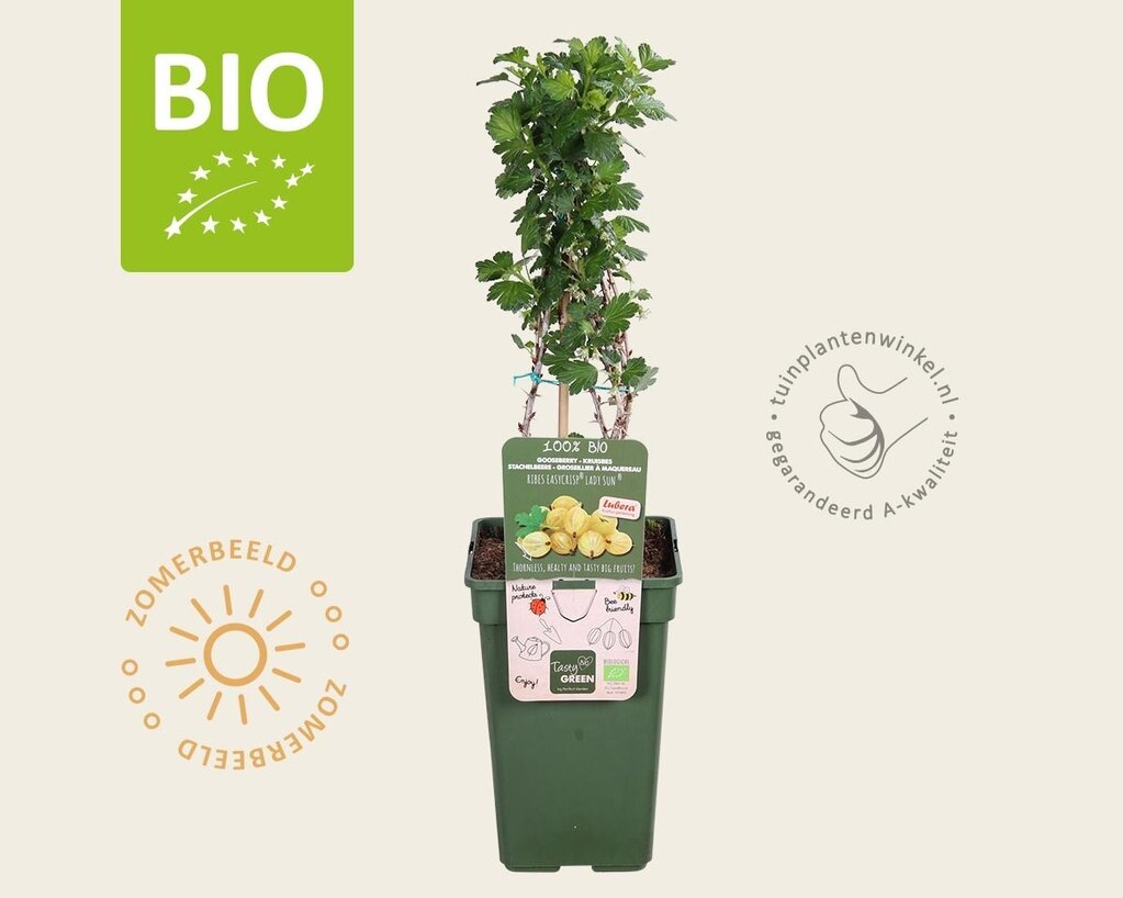 Ribes Easycrisp 'Lady Sun' - BIO