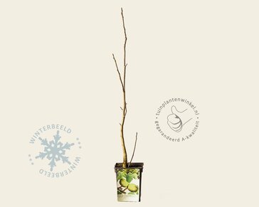 Juglans regia - laagstam