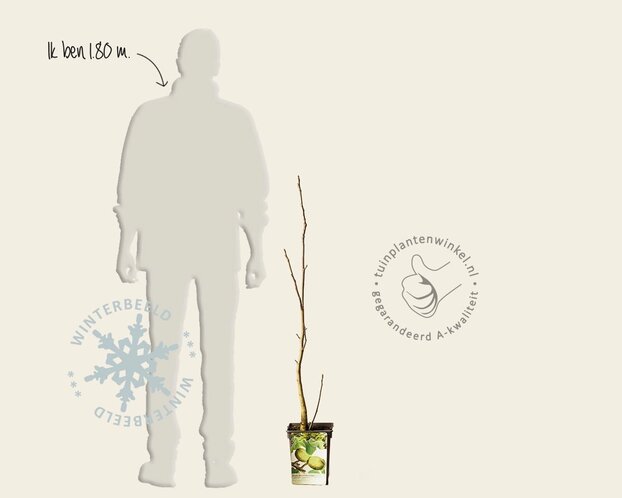 Juglans regia - laagstam