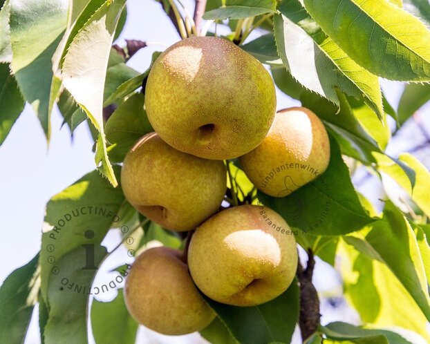 Pyrus pyrifolia 'Shinko' - halfstam