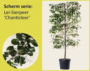 Lei-Sierpeer 'Chanticleer' - Scherm