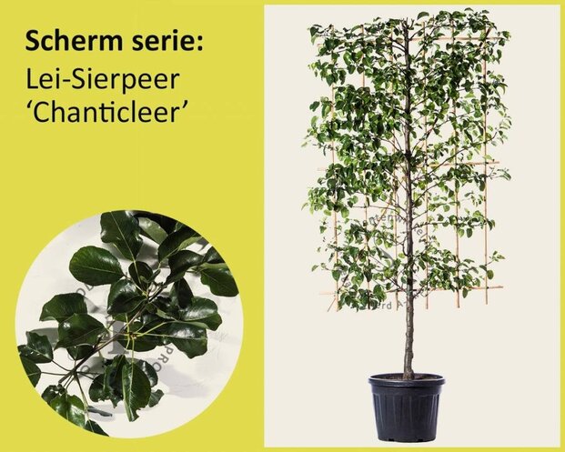 Lei-Sierpeer 'Chanticleer' - Scherm