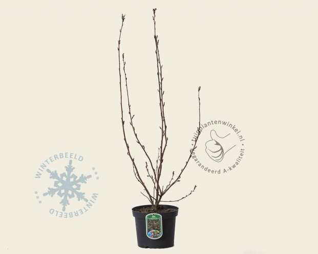 Ribes sanguineum 'King Edward VII'