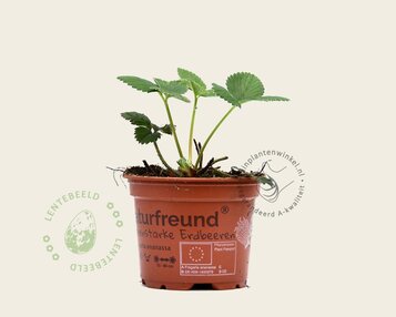 Fragaria x ananassa 'Ostara' image