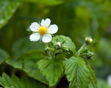 Fragaria x ananassa 'Ostara'