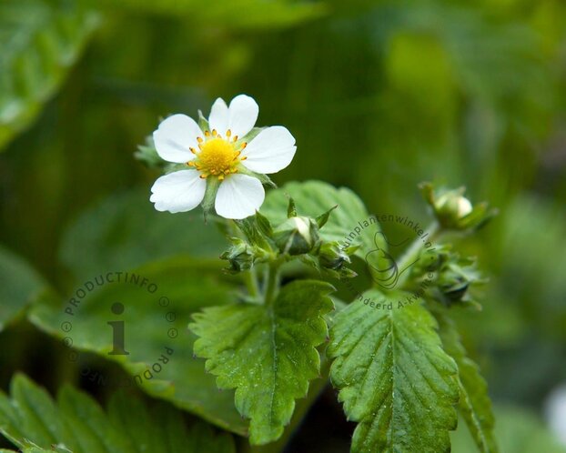 Fragaria x ananassa 'Ostara'