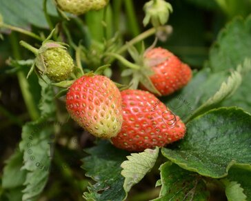 Fragaria x ananassa 'Ostara'