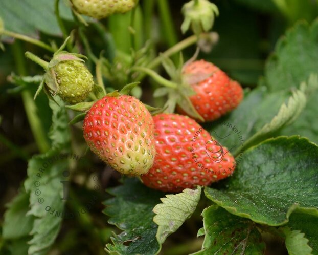 Fragaria x ananassa 'Ostara'