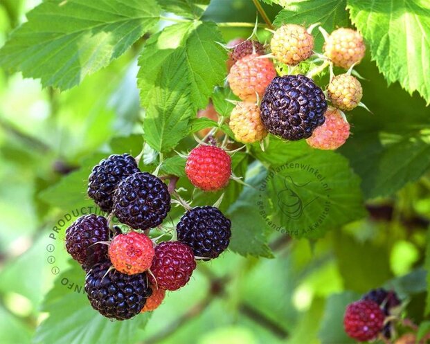 Rubus occidentalis 'Black Jewel'