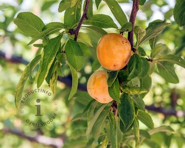 Prunus domestica 'Aprimira' - halfstam