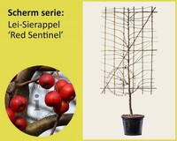 Lei-Sierappel 'Red Sentinel' - Scherm