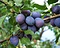 Prunus domestica 'Hauszwetsche' - laagstam Foto 3
