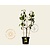 Pyrus communis 'Conference' - U-vorm