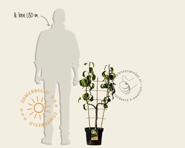 Pyrus communis 'Conference' - U-vorm