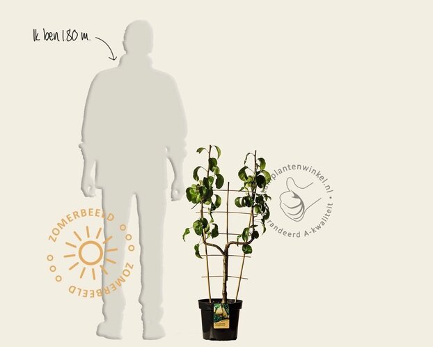 Pyrus communis 'Conference' - U-vorm