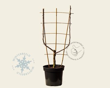 Pyrus communis 'Conference' - U-vorm