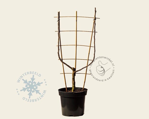 Pyrus communis 'Conference' - U-vorm