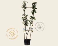 Pyrus communis DUO 'Conference' & 'Williams'