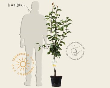 Pyrus pyrifolia 'Niitaka' - laagstam