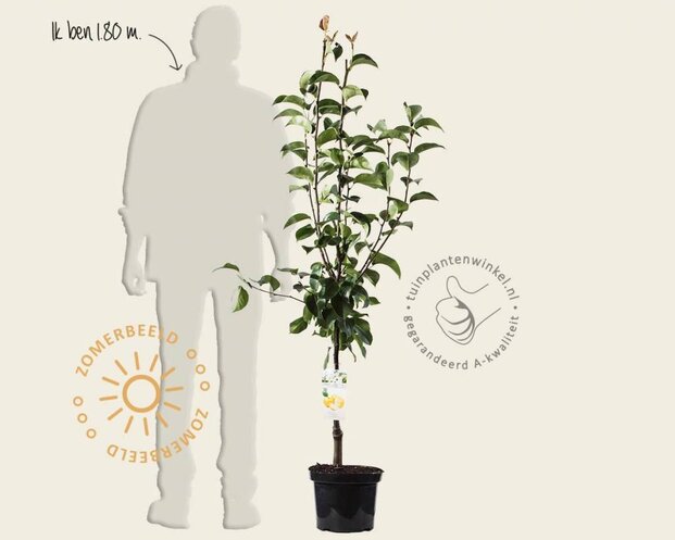 Pyrus pyrifolia 'Niitaka' - laagstam