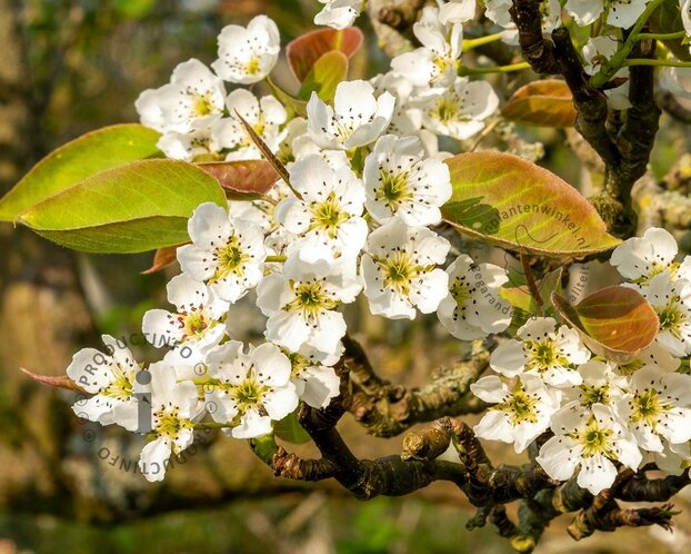 Pyrus pyrifolia 'Niitaka' - laagstam