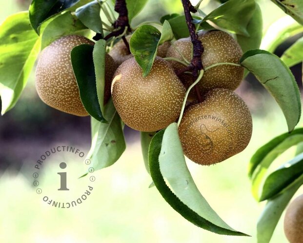 Pyrus pyrifolia 'Niitaka' - laagstam