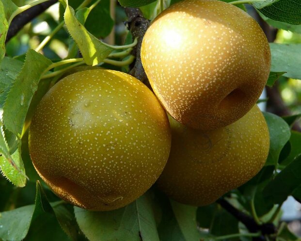 Pyrus pyrifolia 'Niitaka' - laagstam