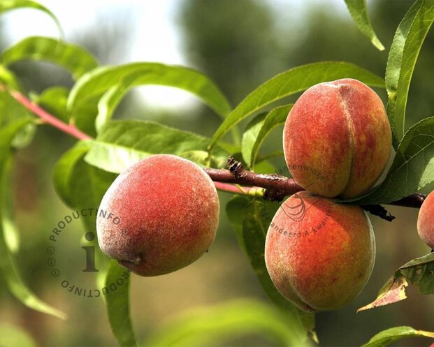 Prunus persica 'Peregrine' - halfstam