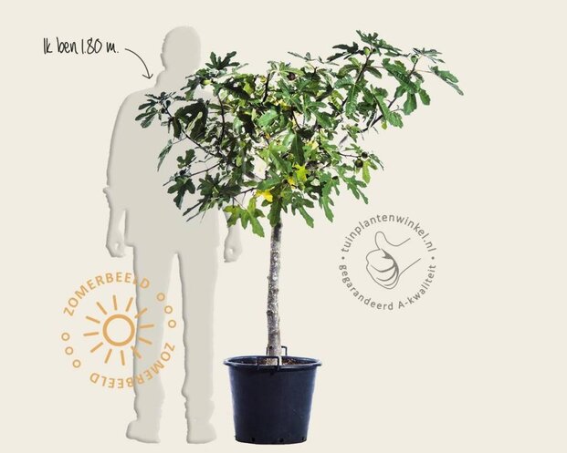 Ficus carica