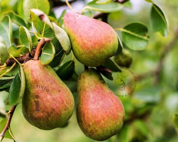 Pyrus communis 'Rote Williams' - mini