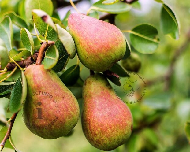 Pyrus communis 'Rote Williams' - mini