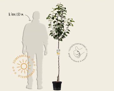 Pyrus pyrifolia 'Niitaka' - halfstam