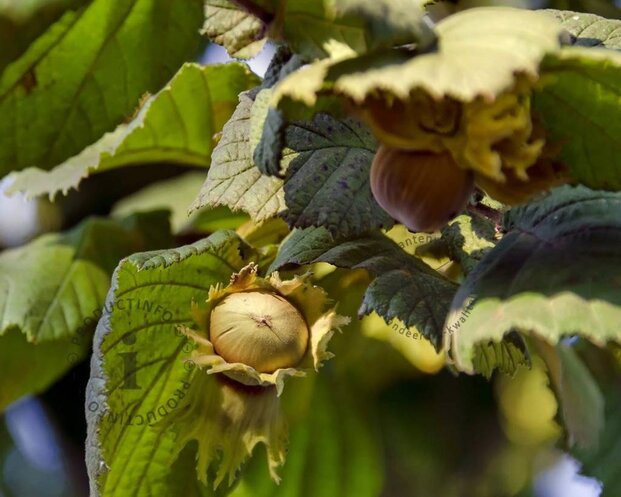 Corylus avellana 'Halle'sche Riesen'