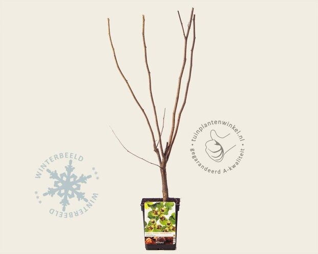 Corylus avellana 'Halle'sche Riesen'