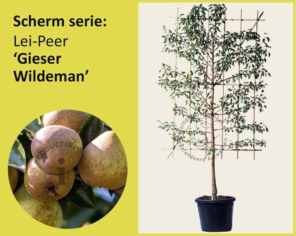 Lei-Peer 'Gieser Wildeman' - Scherm