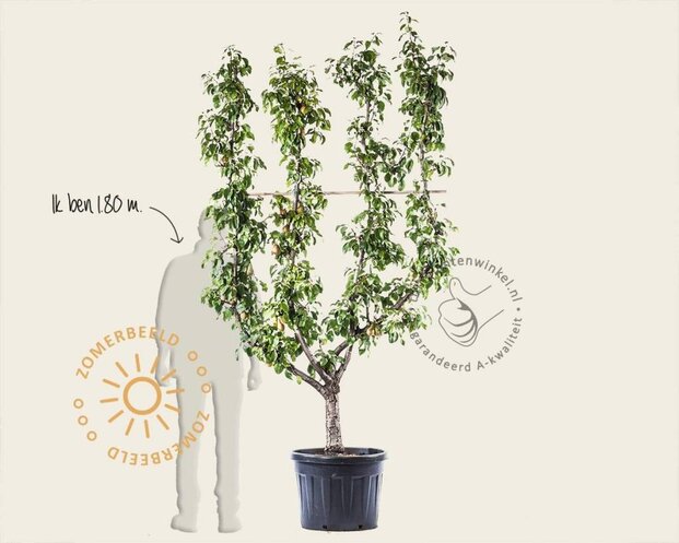 Alleen in winkel Pyrus communis 'Conference' - oude lei-vorm