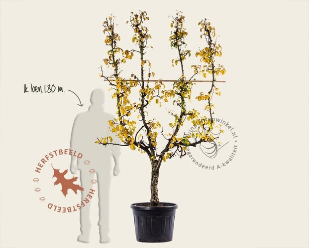 Alleen in winkel Pyrus communis 'Conference' - oude lei-vorm