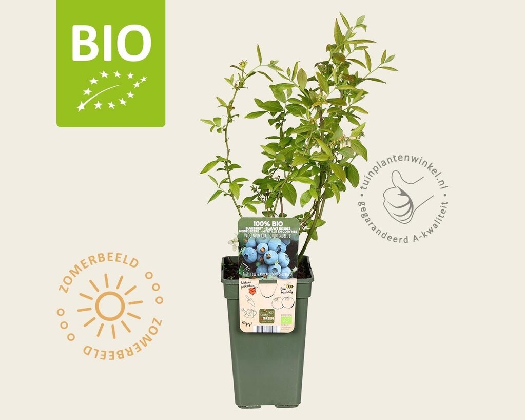 Vaccinium corymbosum 'Goldtraube 71' - BIO