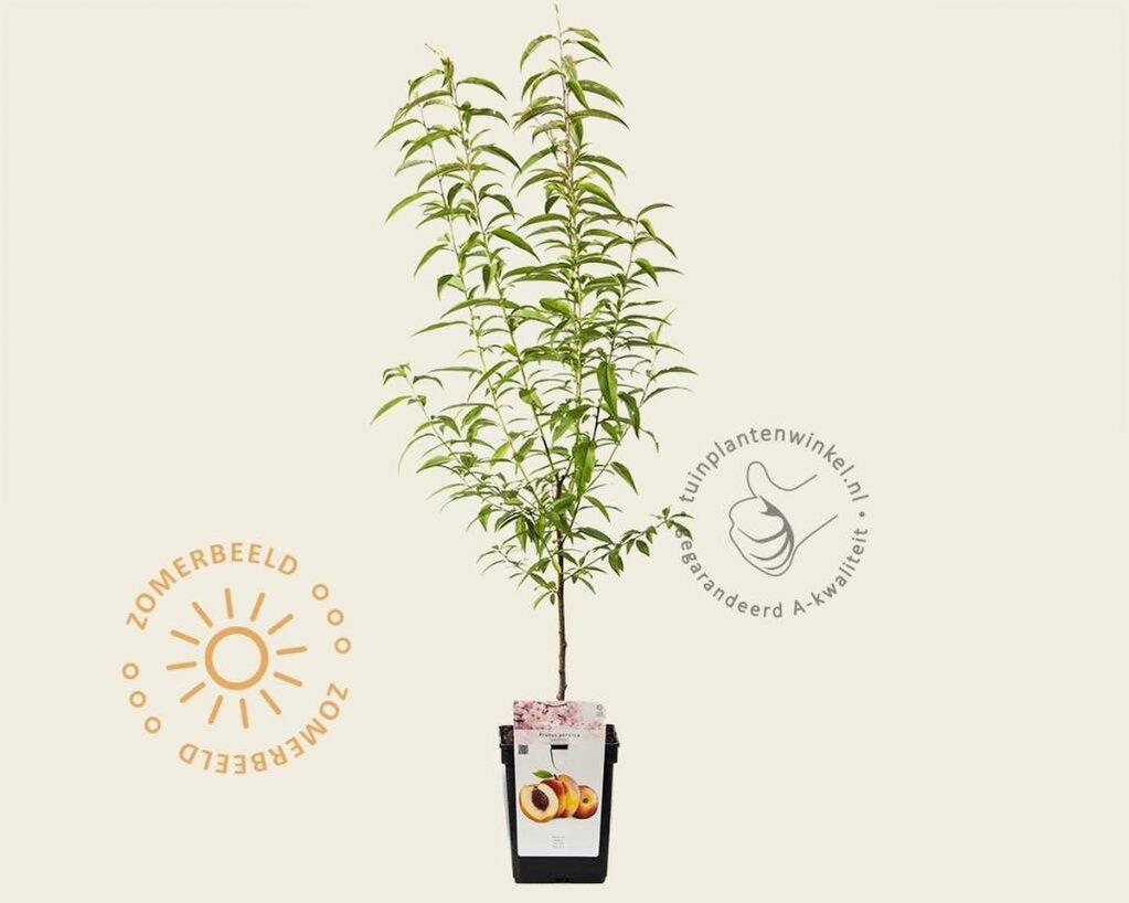 Prunus persica 'Suncrest' - mini