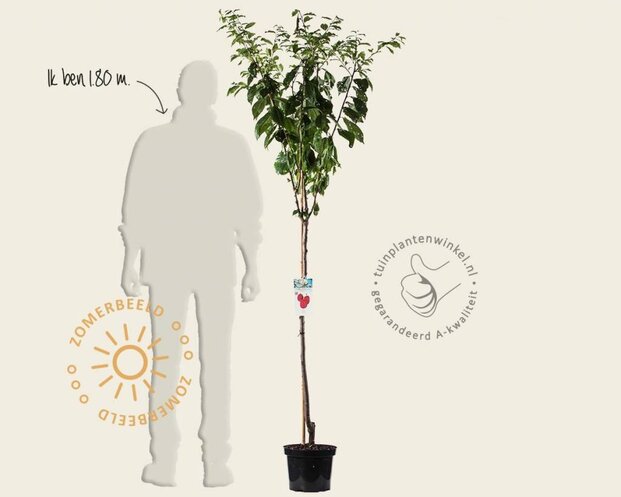 Prunus domestica 'Victoria' - halfstam