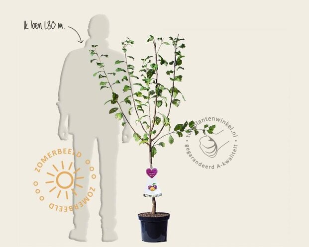 Prunus domestica 'Czar' - laagstam