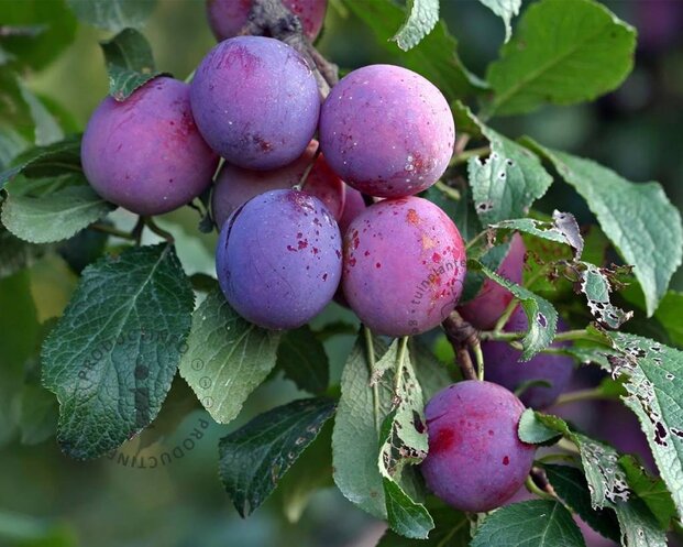 Prunus domestica 'Czar' - laagstam