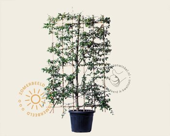 Cotoneaster lacteus - In rek 120x180 cm