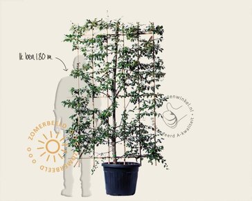 Cotoneaster lacteus - In rek 120x180 cm