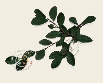 Cotoneaster lacteus - In rek 120x180 cm