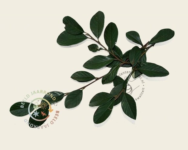 Cotoneaster lacteus - In rek 120x180 cm