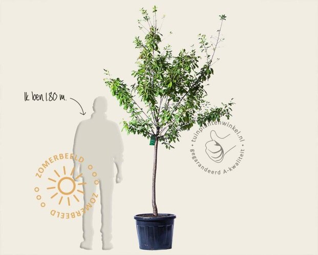 Prunus domestica 'Opal' - halfstam extra