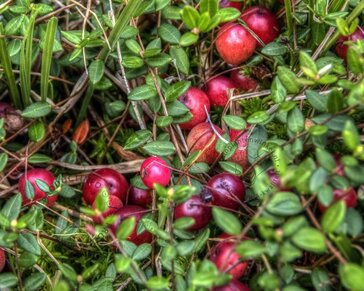 Vaccinium macrocarpon 'Pilgrim' - Cranberry